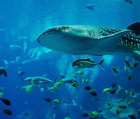 snorkeling-img4